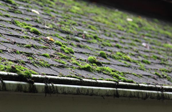 Roof Moss Cleaning