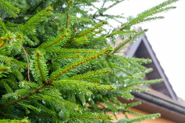 Roof Pine Needles Removal