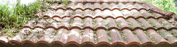 Roof Mildew Cleaning